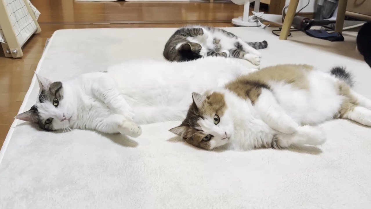 豆大福くんと秀吉くん