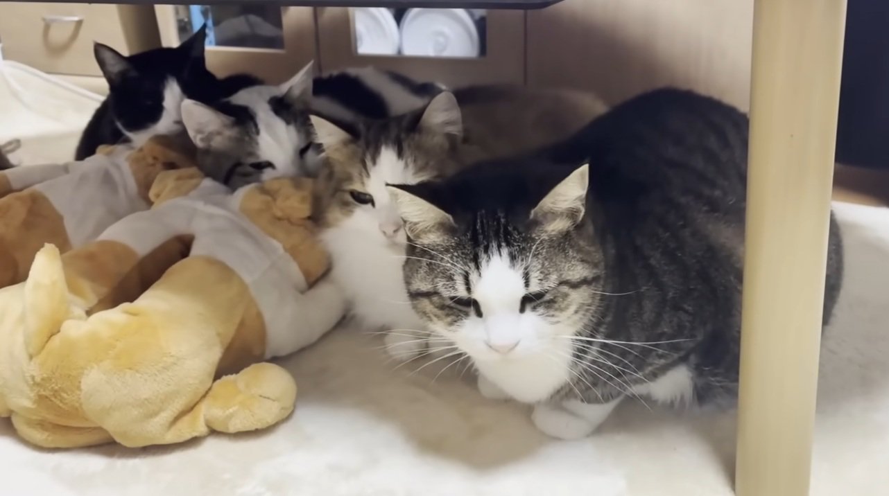 机の下に固まっている猫達