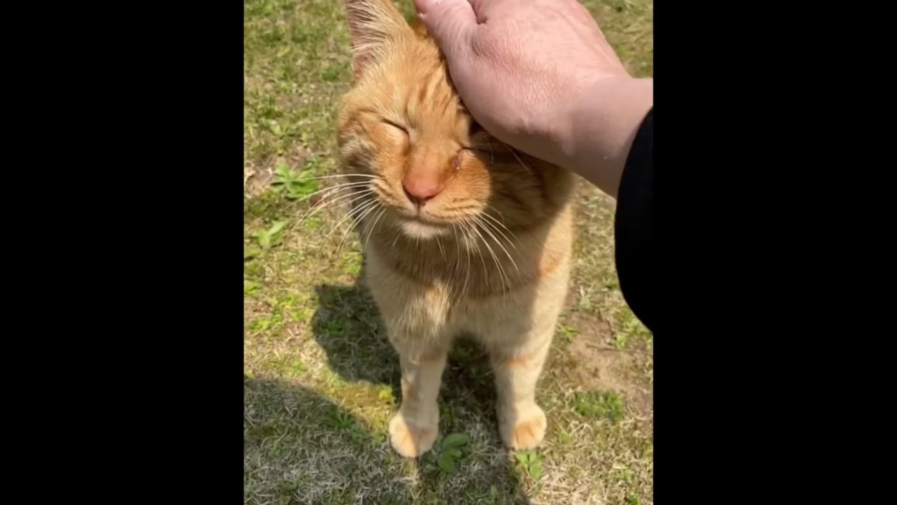 頭をなでられる猫