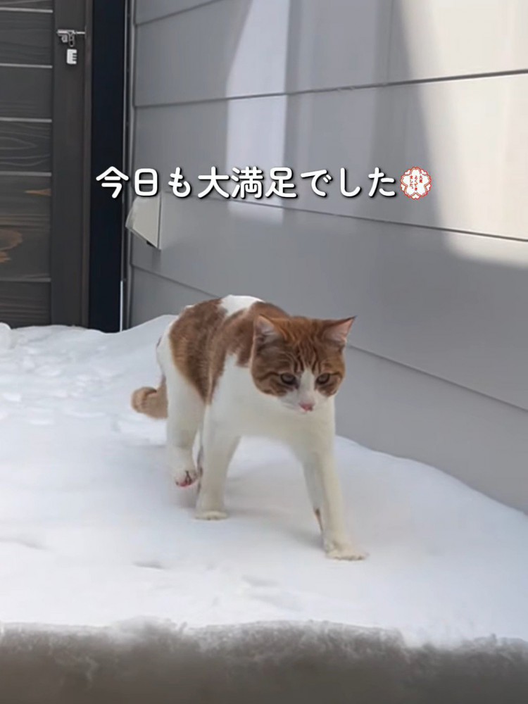 雪の上を歩く猫