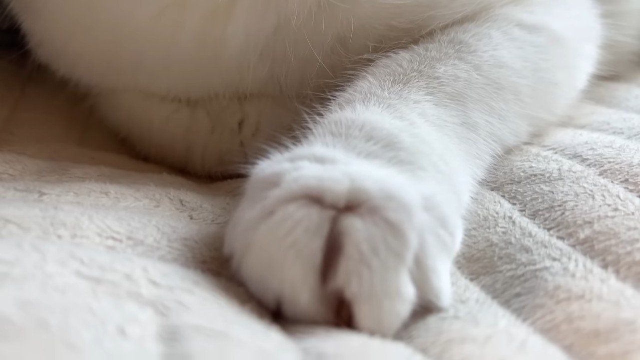 前足のアップ