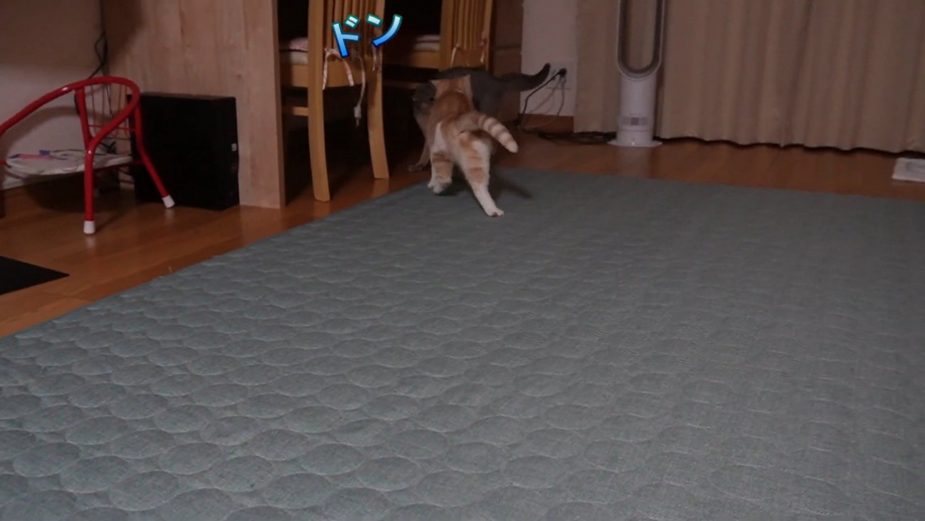 詰められるグレーの猫