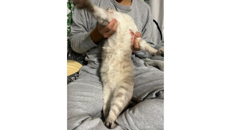 抱っこされている猫