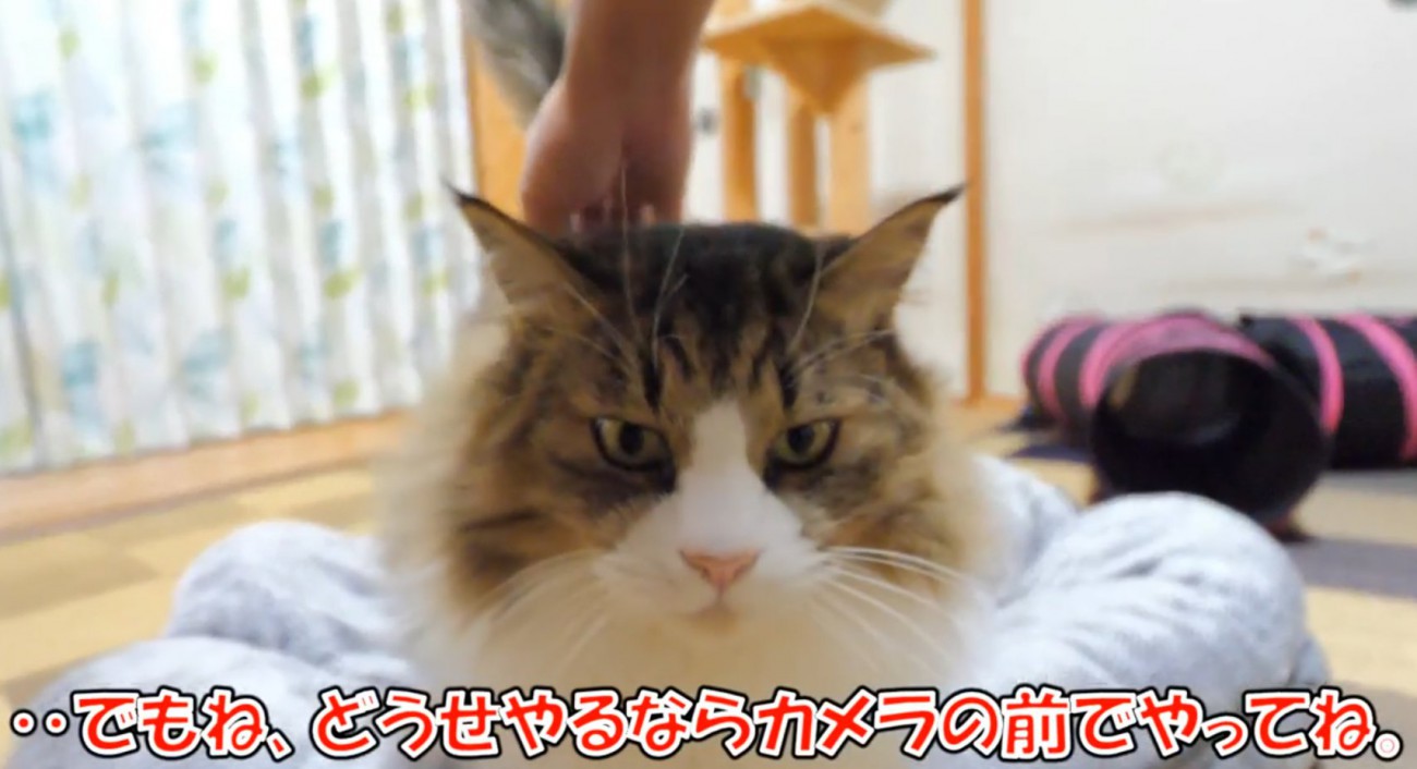 正面からの猫
