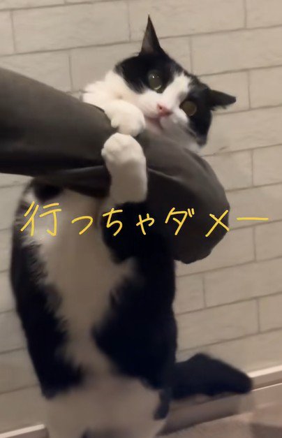 飼い主の腕をひっぱる猫