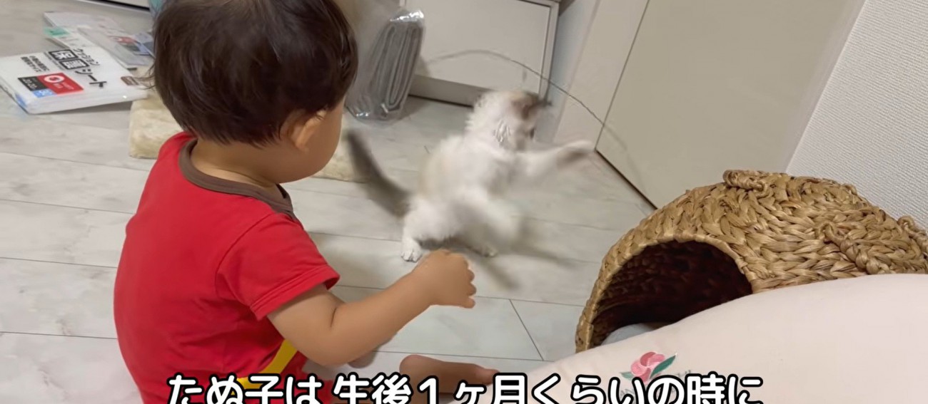 猫じゃらしを持っている赤ちゃんと子猫