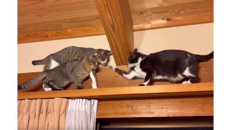 キャットウォークの猫