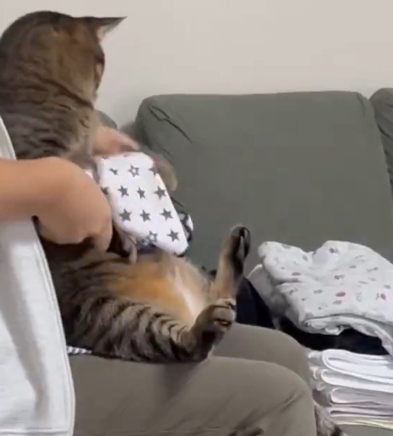 猫の前足を持ってハンカチを折っていく女性