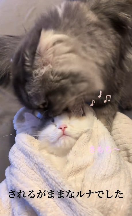 おくるみの中で寝る子猫と子猫をなめる猫