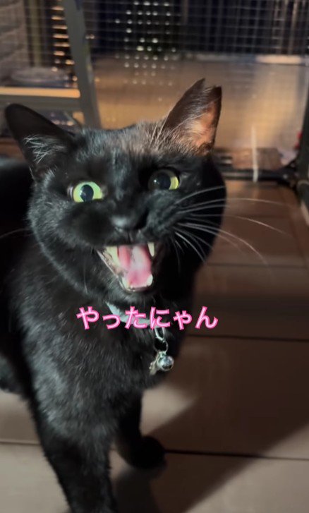 鳴いている猫