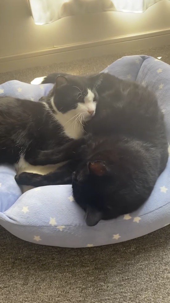 目を開けるハチワレ猫