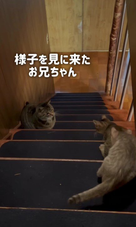 階段にいる3匹の猫