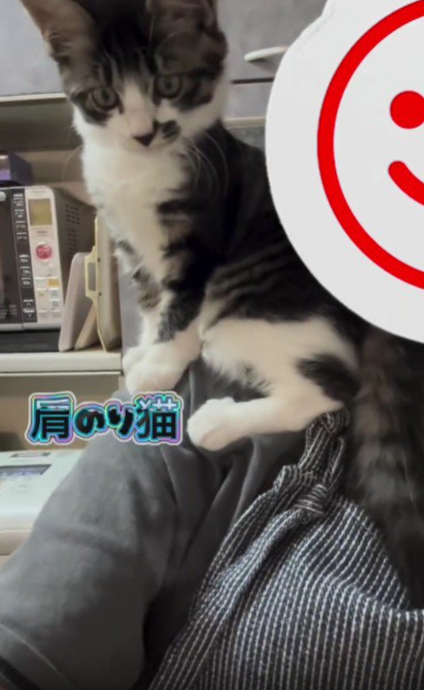 肩に乗っている猫