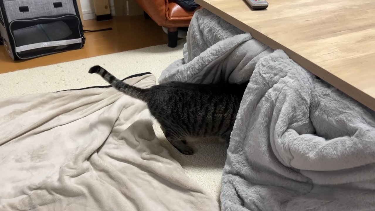 頭だけ突っ込むこいちゃん