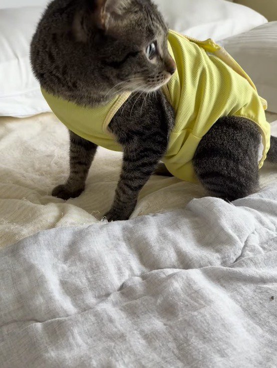 ベッドの上に座る猫