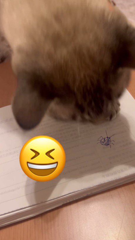 ノートに描かれた虫の絵を見つめる猫