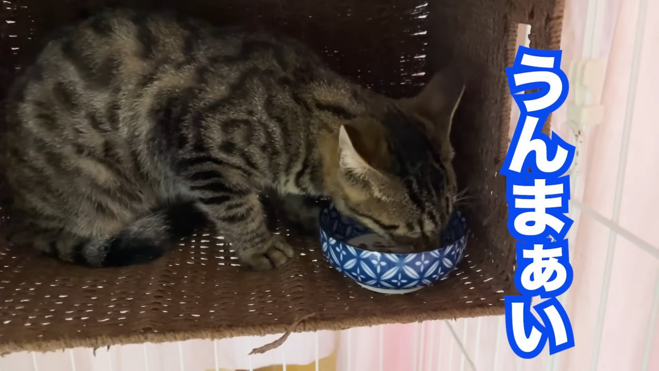 ごはんを食べる猫