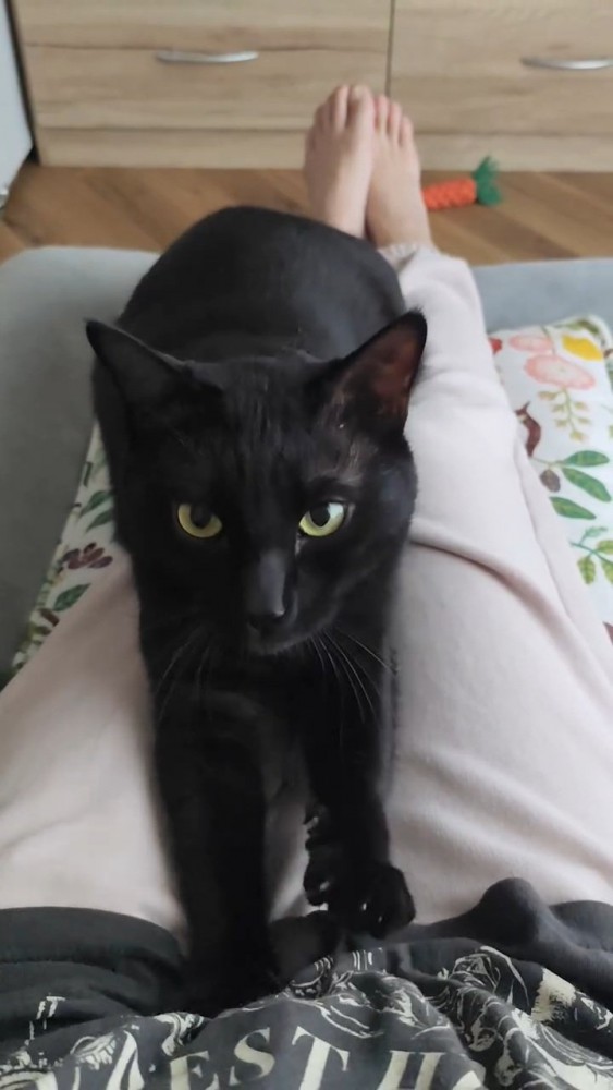 人のひざに乗ってふみふみして見つめる猫