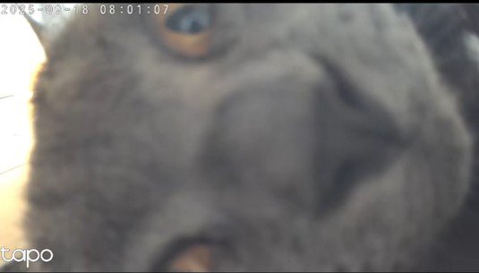 カメラの枠に入りきらない猫の顔