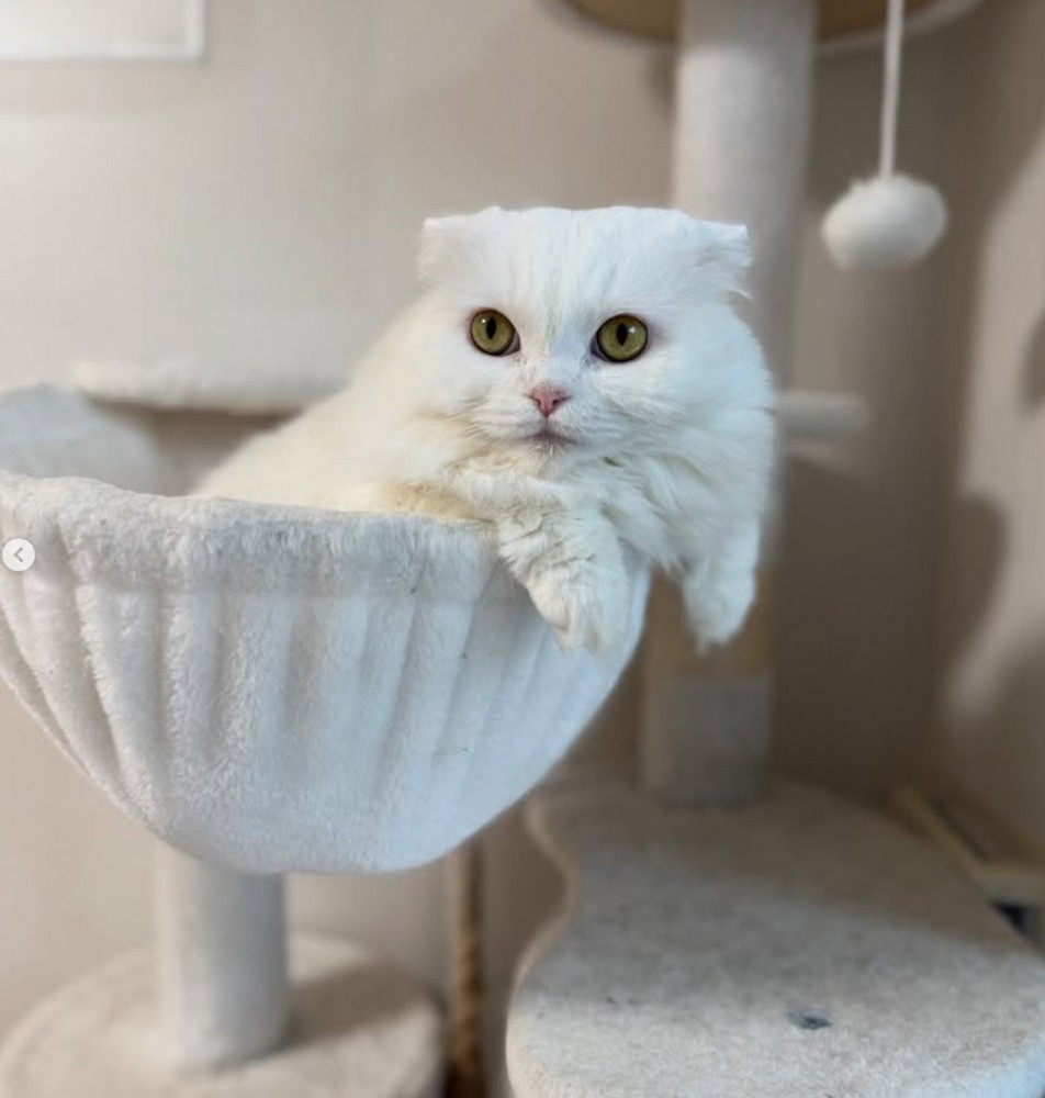 ハンモックにいる白猫2