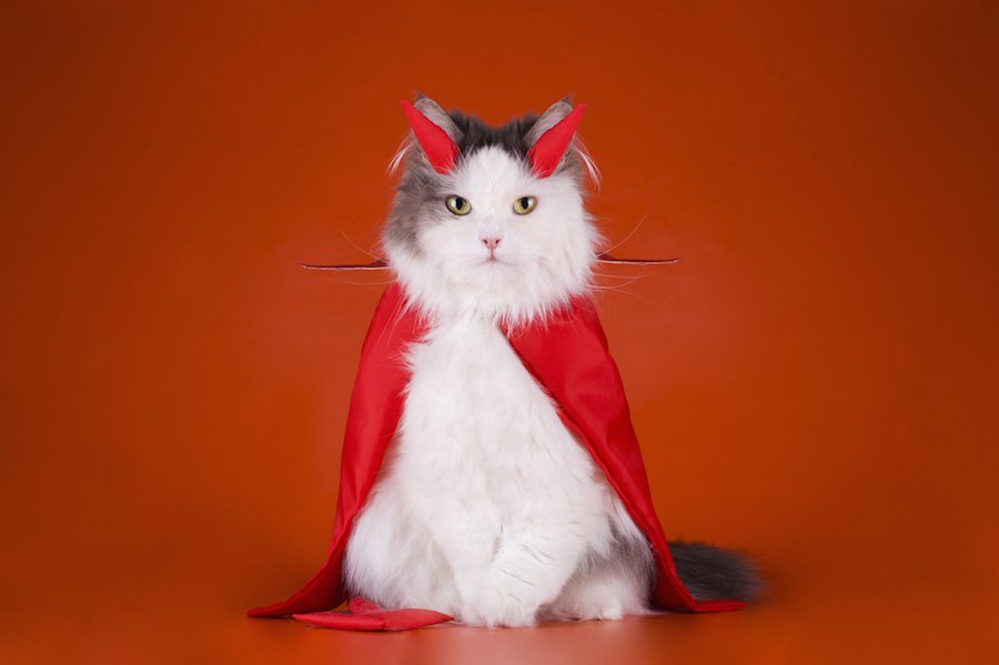 猫の悪魔！？言い伝えや神話３選