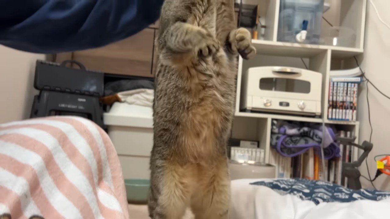 立ち上がった姿