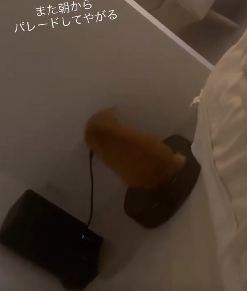 パレードを始める猫