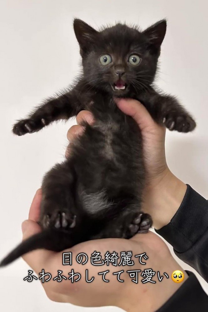 手で持たれる子猫