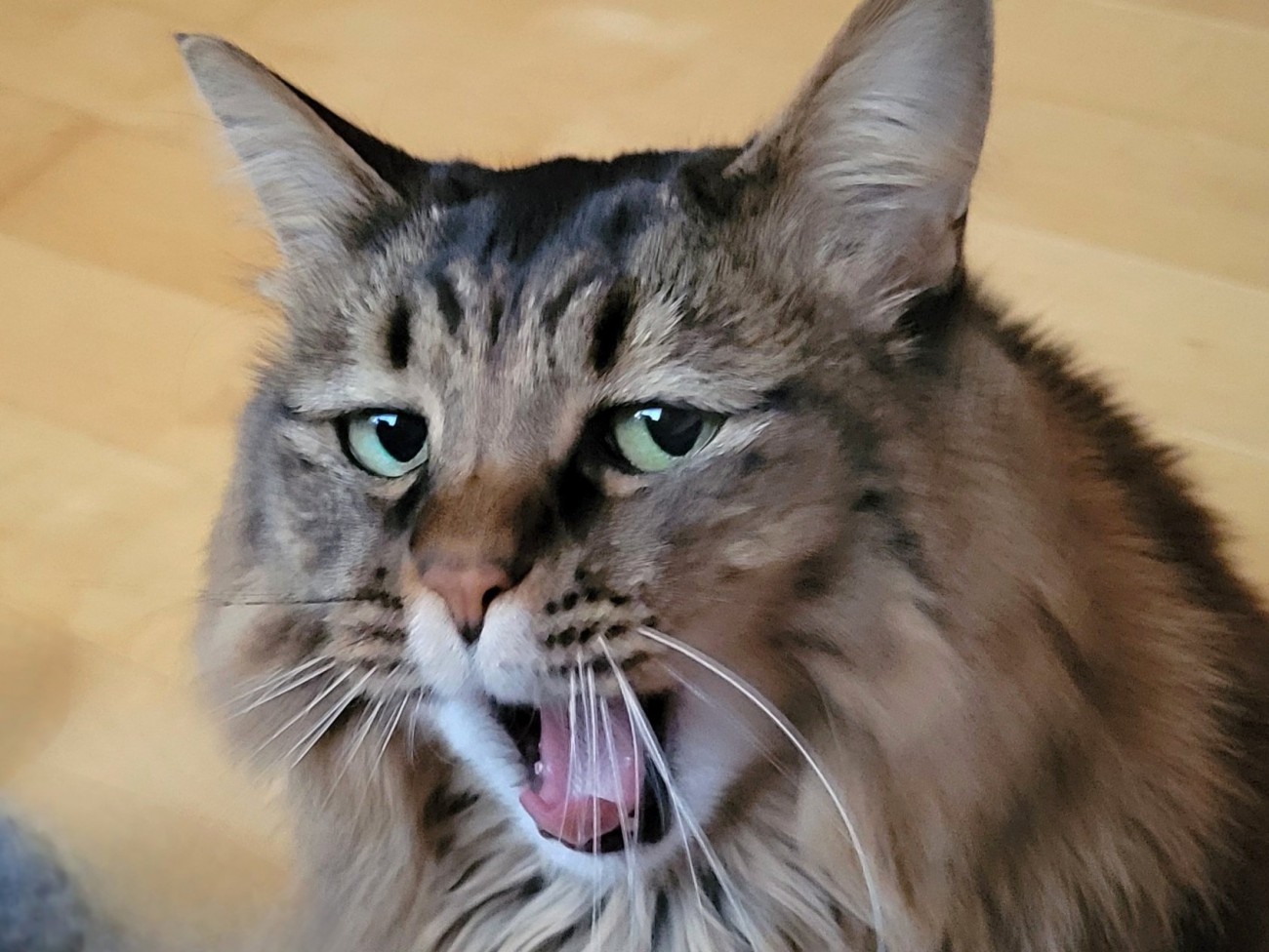 あくびする猫