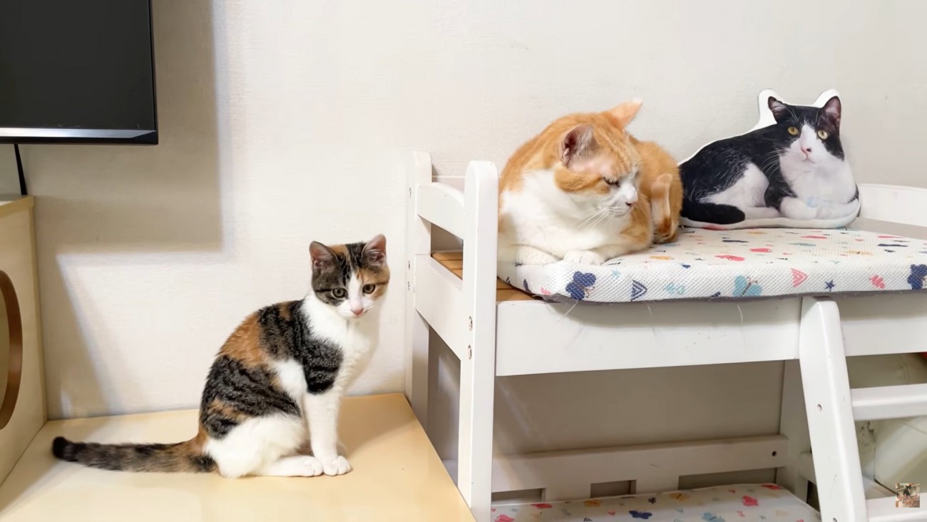 子猫（左）と茶白猫さん（ベッド上）