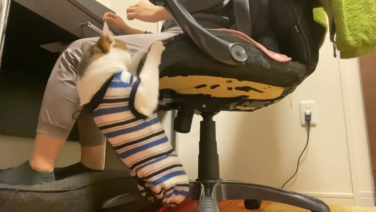 イスをよじ登る猫