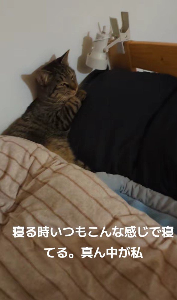 ベッドに寝そべる猫