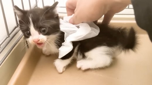 掴まれそうになる白黒子猫