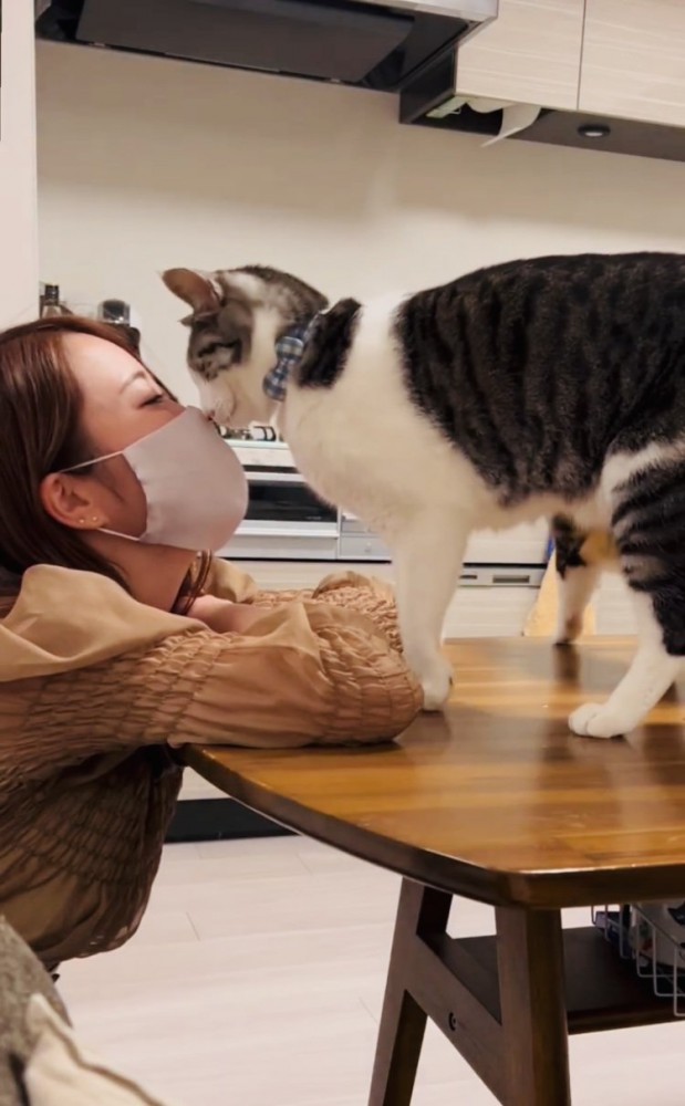 ママさんの顔にスリスリするサバ白猫