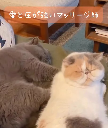 横になって白茶猫の背中を押す猫（愛と圧が強いマッサージ師）