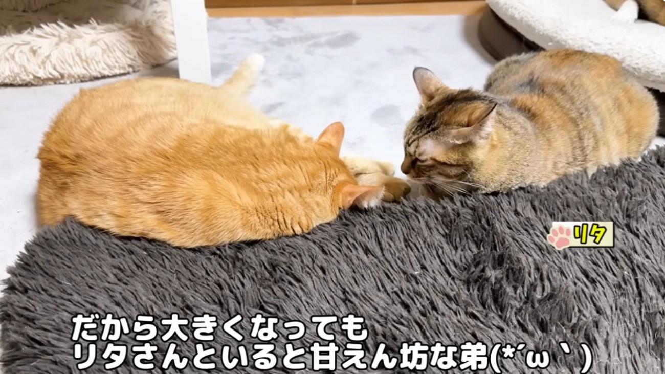 並んで寝ている猫