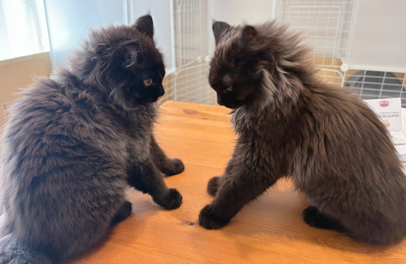 向かい合う2匹の猫