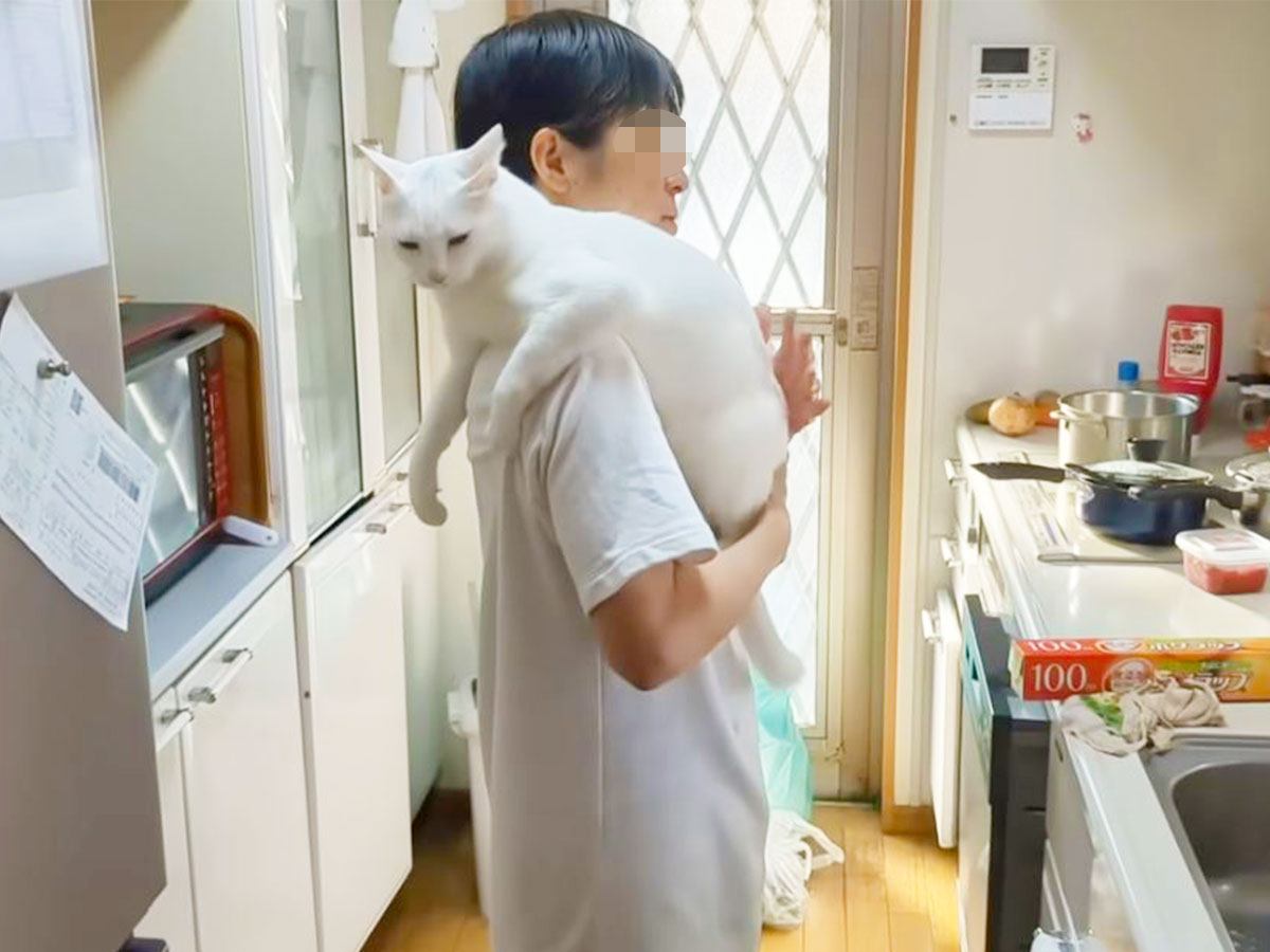 しろねこ様 猫ド素人の一家が『白猫』を家族に迎えた結果…まさかの『下僕化