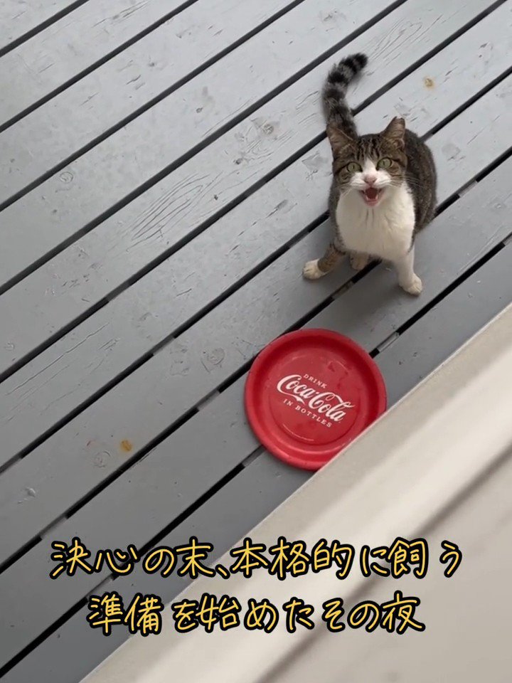 見上げて鳴く猫