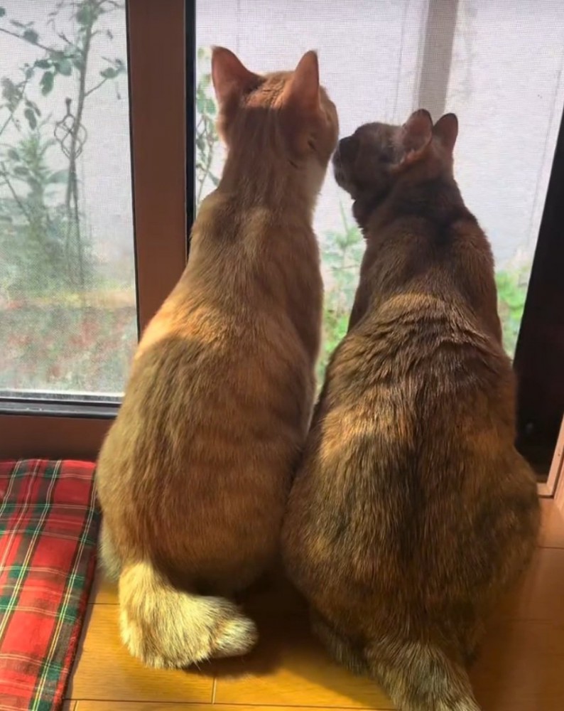 ニャルソックする2匹の猫