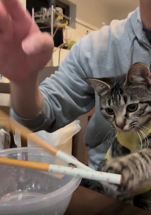 箸に手を伸ばす猫