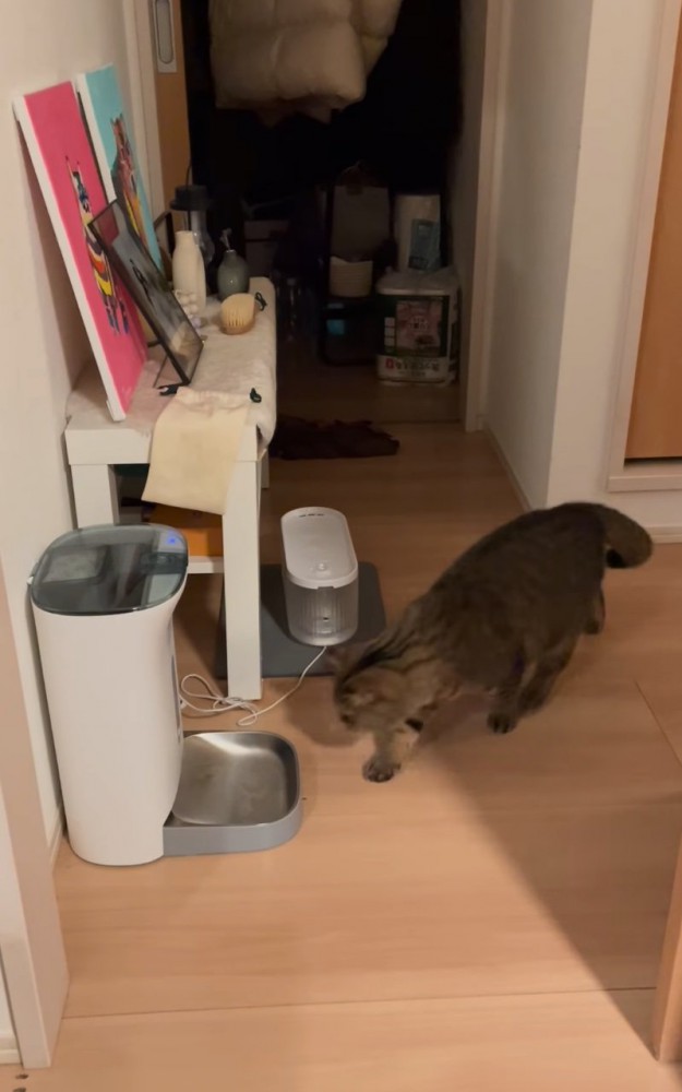 自動給餌器へ向かう猫