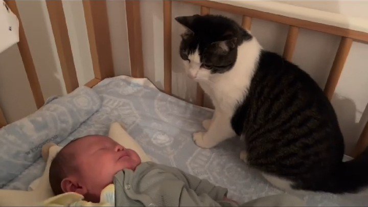 赤ちゃんを見つめる猫