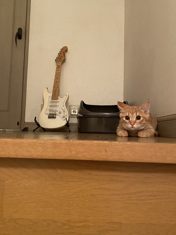 身構える子猫