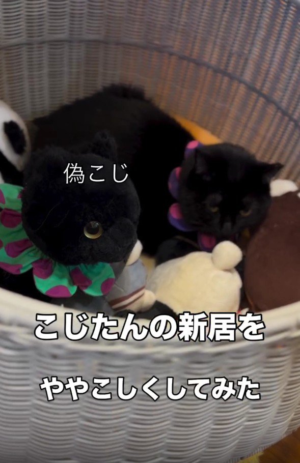 ぬいぐるみ入れに入った猫