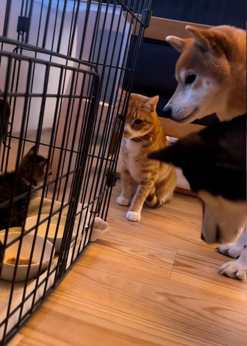 子猫を見ている犬と猫