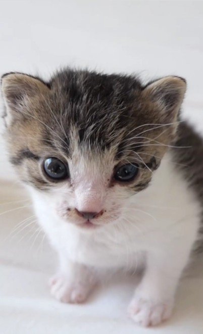 座っている子猫