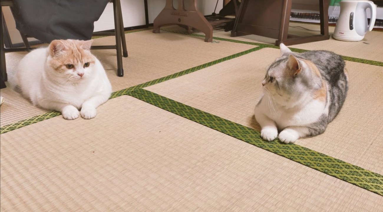 2匹の猫