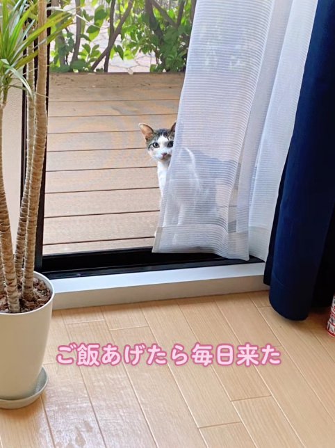 窓の外から家の中を覗くレースカーテンに隠れた猫