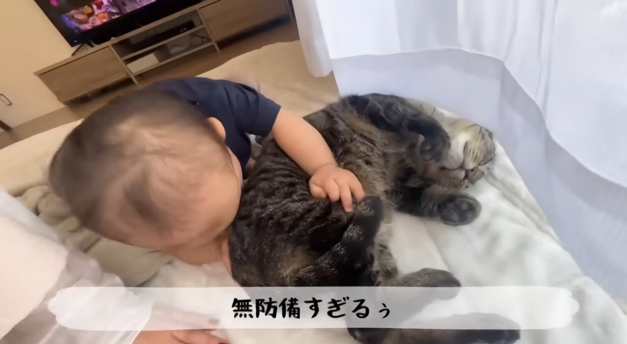 猫をなでている赤ちゃん